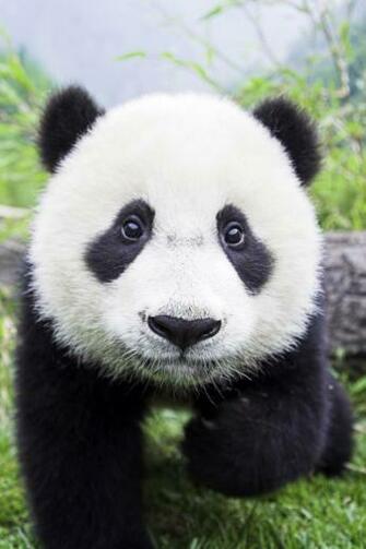 Panda Bear Closeup iPhone Wallpaper