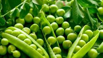 Green Peas Wallpaper Photo Background Image