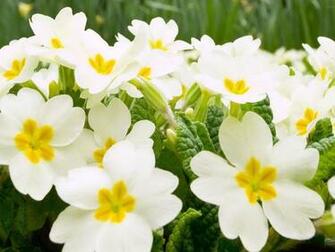 Desktop Wallpaper Flowers High Resolution In HD