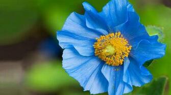HD Wallpaper 1080p Flowers Desktop Full
