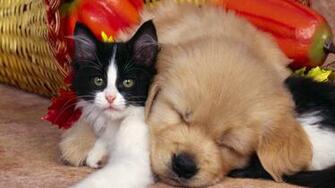 Cute Dog And Cat Animals Wallpaper Background Fondo HD