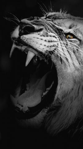 Powerful Wallpaper HD Of Lion