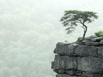Tree Photography Wallpaper Lonelytree Desktop