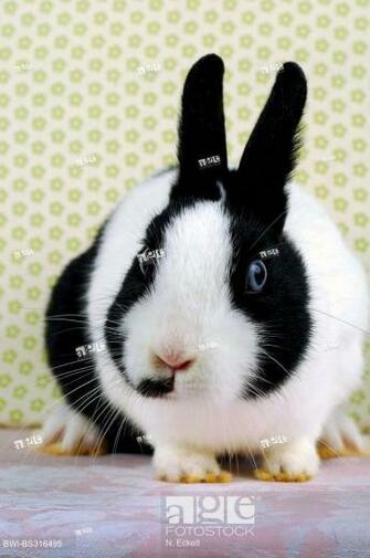 Netherland Dwarf Oryctolagus Cuniculus F Domestica