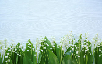 Lily Of The Valley Desktop Wallpaper On
