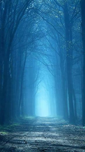 Landscapes Nature Forest Foggy Mystic Wallpaper