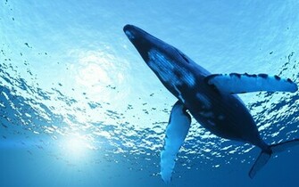 Whale Computer Wallpaper Desktop Background Id