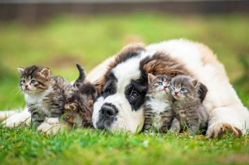 My Cats Dogs HD Wallpaper New Tab Theme Mystart