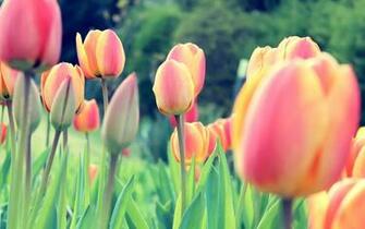 Easter Browser Themes Desktop Wallpaper iPhone