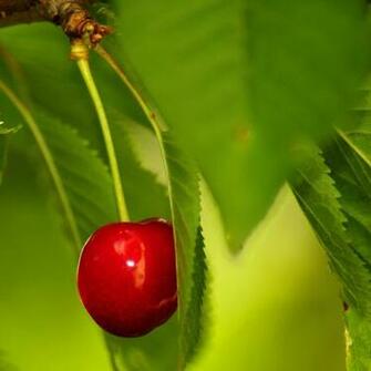 Fresh Fruits Cherry iPad Wallpaper