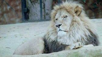 White Lion Wallpaper