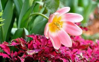 Flower Nature Garden Macro Green Leaf HD UltraHD 4k Wallpaper