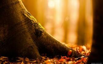 Autumn Desktop Wallpaper HD And Wide