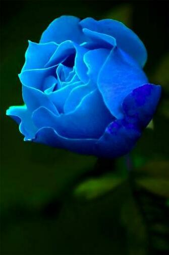 Blue Rose Wallpaper Mobile Fun HD