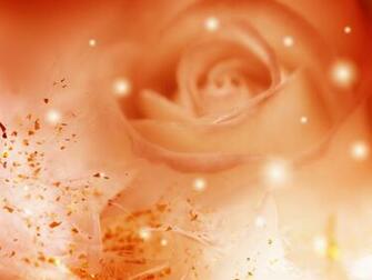 Orange Roses Flowers Wallpaper