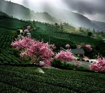 Spring Blossoms X Wallpaper Mobile9