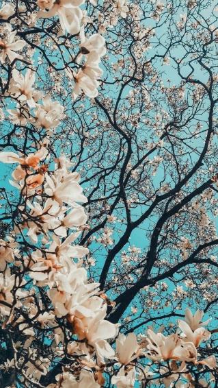 Spring Wallpaper Image For Your Phone And Desktop