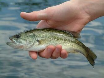 Smallmouth Bass Image Crazy Gallery