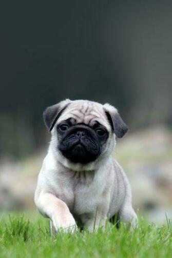 Cute Pug On Grass