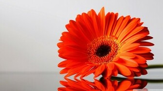 Daisies Flowers Gerbera Wallpaper Flower Image