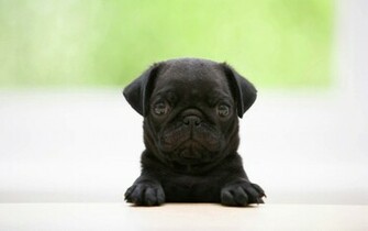 Funny Animal Desktop Wallpaper HD