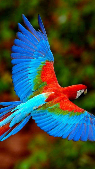 Eclectus Parrot HD Wallpaper iPhone 5s Ipod