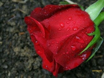 Animals Zoo Park Single Red Rose Wallpaper For Desktop Background