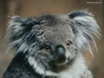 Cute Koala Bear Picture Wallpaper