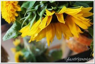 Better Homes And Gardens Sunflower Wallpaper Border