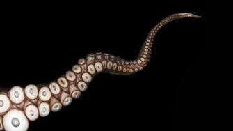 Octopus Tentacle Widescreen Wallpaper Wide Net