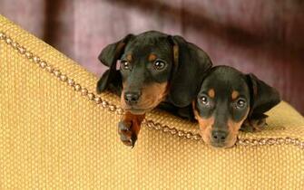 Wallpaper Puppy Miniature Dachshund No Desktop