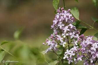 Lilac Bush In Bloom Image Full Size