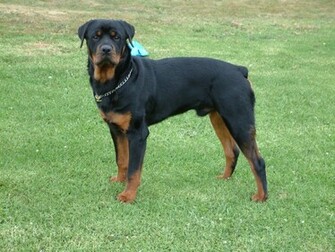 HD Rottweiler Wallpaper And Photos Animals