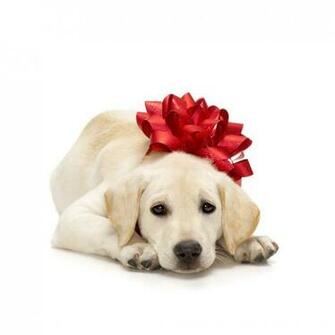Wallpaper Christmas Pets iPad