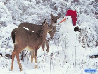 Snow Christmas Wallpaper
