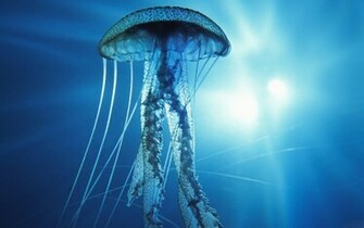 Deep Sea Underwater Wallpaper