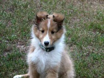 Sheltie Puppies And Dog Photos Pictures Of Animals