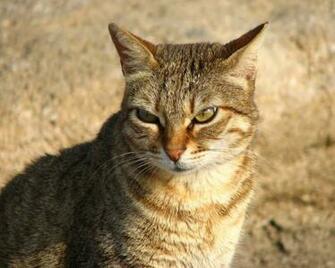 Angry Cat
