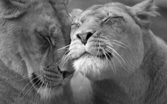 HD Lions Wallpaper And Photos Animals
