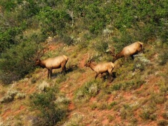 Elk Hunting Wallpaper Archery For