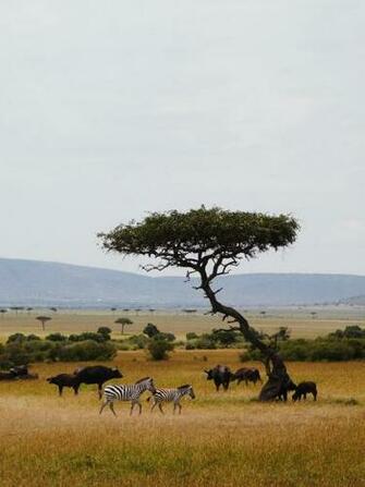 Savanna Pictures Image