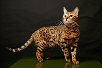 Bengal Cat Wallpaper Resolution