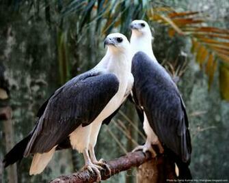 Beautiful Wallpaper Birds