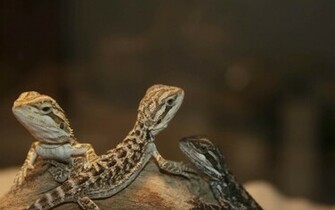Bearded Dragon Wallpaper Jpg