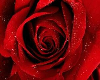 Red Valentines Day Roses By Cool Wallpaper At And
