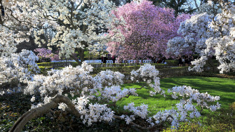Picture Usa Brooklyn Botanic Garden Spring Nature Gardens