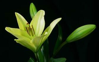 Green Flower Background HD Desktop Wallpaper