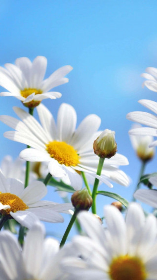 iPhone Flowers Wallpaper