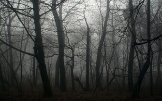 Dark Forest Photo Pic Photosjunction