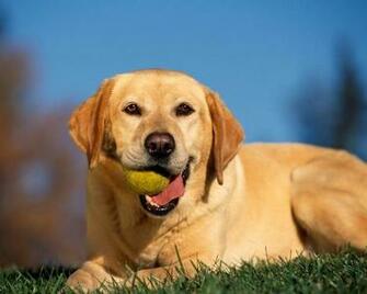 Labrador Retriever Wallpaper Tennis